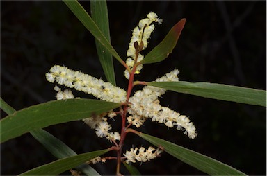 APII jpeg image of Acacia obtusifolia  © contact APII