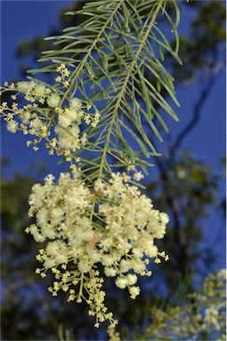 APII jpeg image of Acacia linifolia  © contact APII