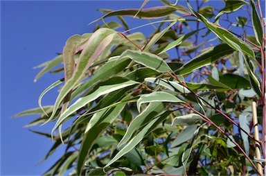 APII jpeg image of Corymbia maculata 'FAC1'  © contact APII