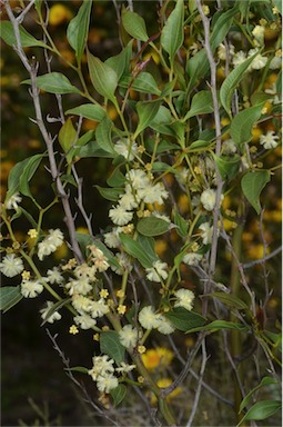 APII jpeg image of Acacia urophylla  © contact APII