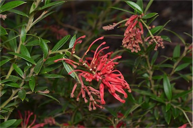 APII jpeg image of Grevillea 'Red Lady'  © contact APII