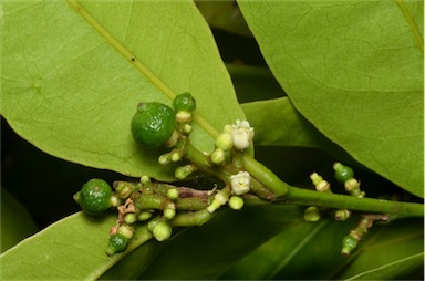 APII jpeg image of Glycosmis trifoliata  © contact APII