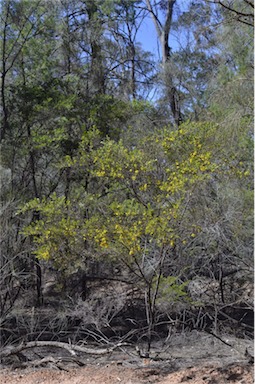 APII jpeg image of Acacia montana  © contact APII