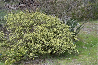 APII jpeg image of Hypocalymma linifolium  © contact APII