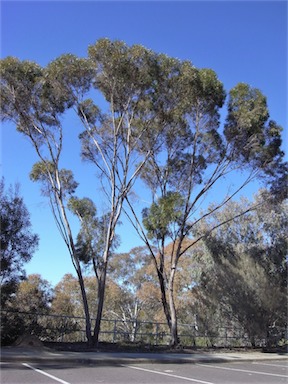 APII jpeg image of Eucalyptus viridis  © contact APII