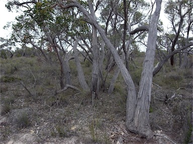 APII jpeg image of Eucalyptus arenacea  © contact APII