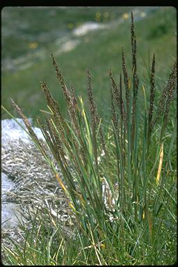 APII jpeg image of Agrostis muelleriana  © contact APII
