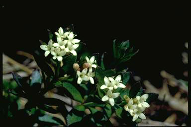 APII jpeg image of Asperula gunnii  © contact APII