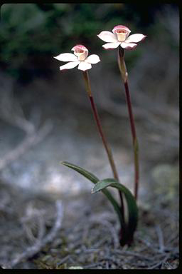 APII jpeg image of Caladenia lyallii  © contact APII