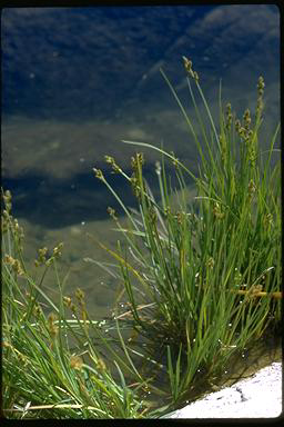 APII jpeg image of Carex curta  © contact APII