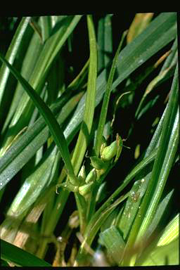 APII jpeg image of Carex jackiana  © contact APII