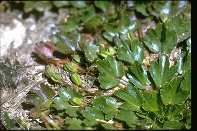 APII jpeg image of Dichosciadium ranunculaceum var. ranunculaceum  © contact APII