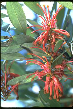 APII jpeg image of Grevillea victoriae subsp. nivalis  © contact APII