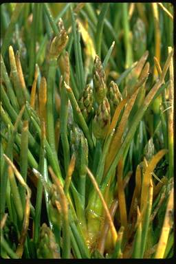 APII jpeg image of Isolepis crassiuscula  © contact APII