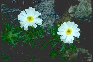 APII jpeg image of Ranunculus anemoneus  © contact APII