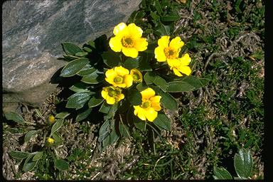 APII jpeg image of Ranunculus muelleri  © contact APII