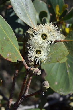 APII jpeg image of Eucalyptus serraensis  © contact APII