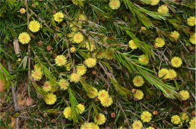APII jpeg image of Acacia aculeatissima  © contact APII