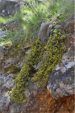 APII jpeg image of Acacia aculeatissima  © contact APII