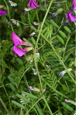 APII jpeg image of Vicia sativa subsp. nigra  © contact APII