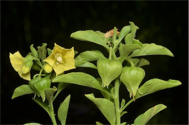 APII jpeg image of Physalis hederifolia  © contact APII
