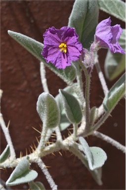 APII jpeg image of Solanum lithophilum  © contact APII