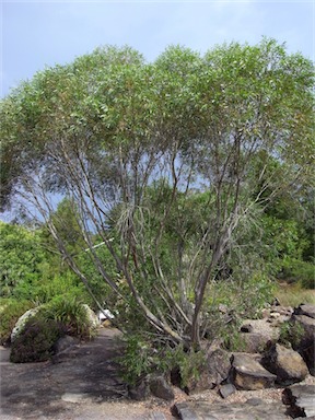 APII jpeg image of Eucalyptus copulans  © contact APII