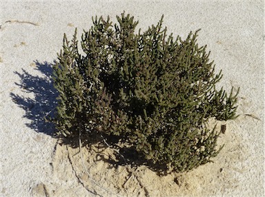 APII jpeg image of Tecticornia pergranulata subsp. divaricata  © contact APII