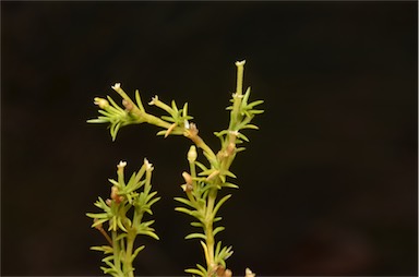 APII jpeg image of Scleranthus fasciculatus  © contact APII