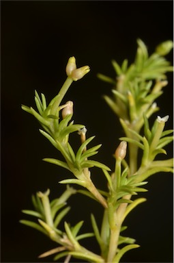 APII jpeg image of Scleranthus fasciculatus  © contact APII