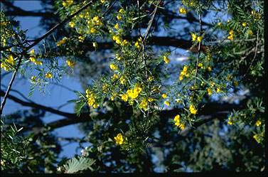 APII jpeg image of Cassia coronilloides  © contact APII