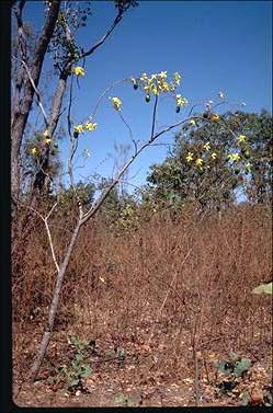 APII jpeg image of Cochlospermum fraseri subsp. fraseri  © contact APII