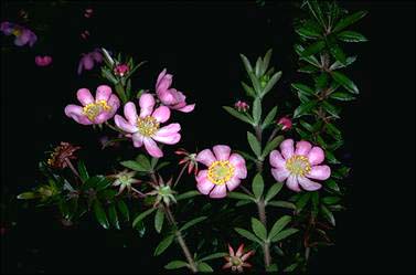 photo © ANBG