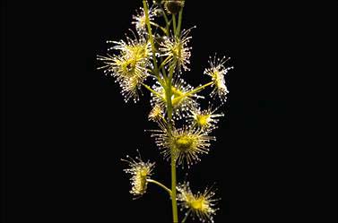 APII jpeg image of Drosera peltata subsp. aurculata  © contact APII