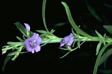 photo © ANBG