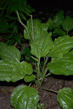 llanten o plantago