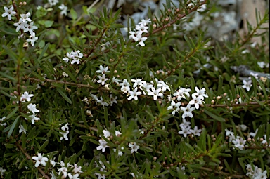 APII jpeg image of Myoporum parvifolium  © contact APII
