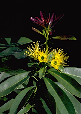 APII jpeg image of Xanthostemon chrysanthus  © contact APII