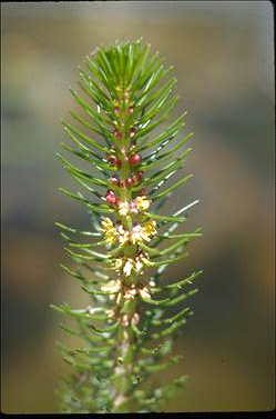 APII jpeg image of Myriophyllum sp.  © contact APII