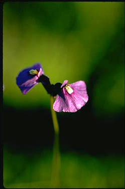 APII jpeg image of Utricularia dichotoma  © contact APII
