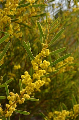 APII jpeg image of Acacia hakeoides  © contact APII