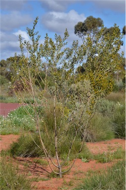 APII jpeg image of Acacia melleodora  © contact APII