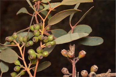 APII jpeg image of Eucalyptus socialis subsp. socialis  © contact APII
