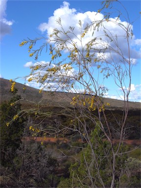 APII jpeg image of Acacia euthycarpa subsp. oblanceolata  © contact APII