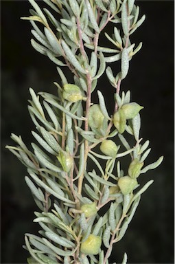 APII jpeg image of Atriplex paludosa subsp. cordata  © contact APII