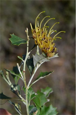 APII jpeg image of Grevillea ilicifolia subsp. ilicifolia  © contact APII