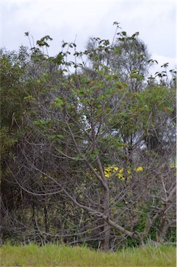 APII jpeg image of Paraserianthes lophantha subsp. lophantha  © contact APII