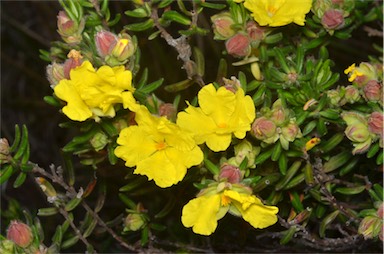 APII jpeg image of Hibbertia platyphylla subsp. major  © contact APII
