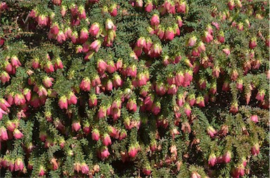 APII jpeg image of Darwinia leiostyla 'Coolamon Pink'  © contact APII