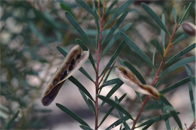 APII jpeg image of Acacia kybeanensis  © contact APII